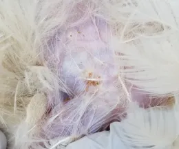 Chicken body lice and eggs on a chicken.