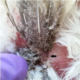 Northern fowl mites feeding on a chicken.