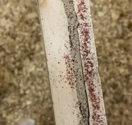 Poultry red mites on a perch in a chicken coop.