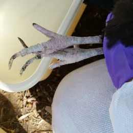 Chicken leg infested with scaly leg mite.