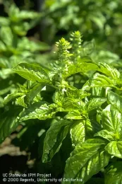 Basil going to flower, by Jack Kelly Clark, UC