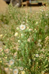 Hairy Fleabane