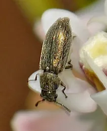 listrini_robert-a-behrstock