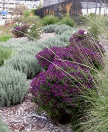 Colorful plants in a row.