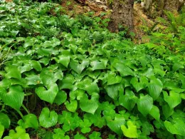 Maianthemum dilatatum
