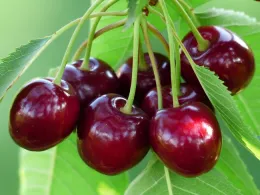 cherry-167341 1280