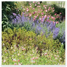 Colorful flowers of pink and purple in a garden.