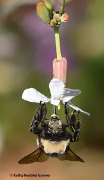 A digger bee, Anthophora bomboides stanfordiana, nectaring on a wild radish. (Photo by Kathy Keatley Garvey)