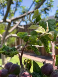 Leaf curled due to aphids