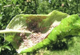 Aphids on apple leaves