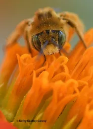Close-up image of a male Melissodes agilis as it greets a new day. (Photo by Kathy Keatley Garvey)