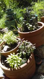 Herbs gardens everywhere