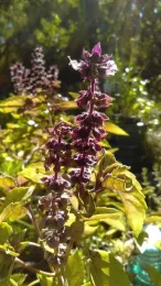 Flowering Basil