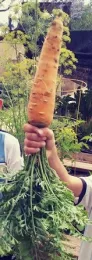The giant carrot!!