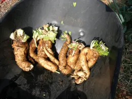 Belgian Endive in a wheelbarrow after being dug up, photo by Karen Schaffer