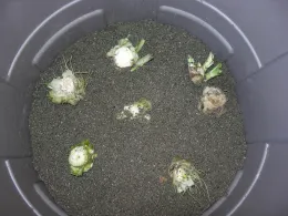 Belgian Endives planted about 6