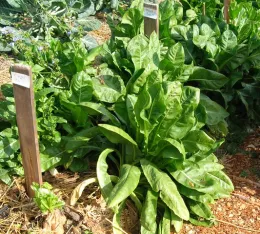 A cluster of vibrant Belgian endive greens in a garden, surrounded by other plants with wooden markers in the background.