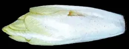 A Belgian endive is shown, elongated with pale yellow to white leaves, set against a black background.