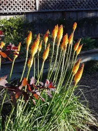 Kniphofia uvaria full sun