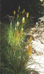 kniphofia partial