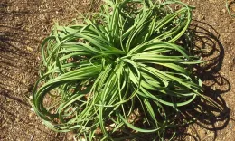 Kniphofia 'Limelight' foliage