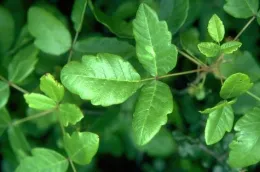 3 bright green poison oak leaflets on a stem with other leaves in the backgroun.
