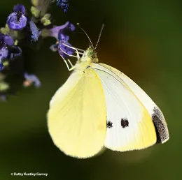 A female cabbage white butterfly, Pieris rapae. (Photo by Kathy Keatley Garvey)