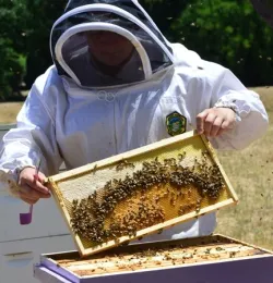 Elina Lastro Niño opening a hive. (Photo by Kathy Keatley Garvey)