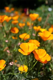 California golden poppies, Eschscholzia californica, from the UC Davis Arboretum and Public Garden. (Photo by Shawn Christensen)