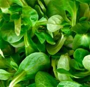 Mâche photo, courtesy of the Sonoma Master Gardeners