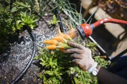 Fresh Picked Carrots