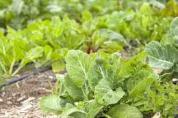 Garden leafy greens from City Slicker Farms, Oakland, CA