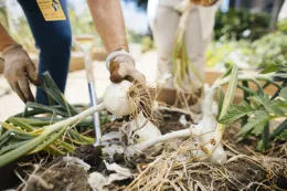 Harvesting Onions