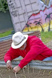 Transplanting seedlings