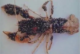 A crayfish encrusted with small zebra mussels.