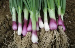 A row of fresh purple scallions with roots, resting on dark soil, displaying vibrant green stalks and bulbous ends.