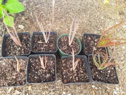 Plants self propagate, seedlings in 4
