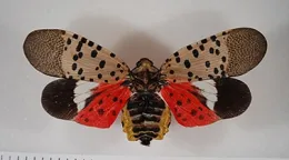 Spotted lanternfly. (Pennsylvania Department of Agriculture)
