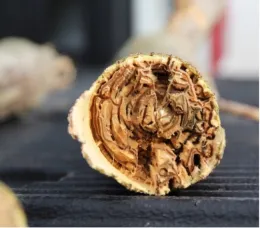 A cross section of wood showing insect tunneling.