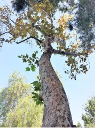 Trunk and canopy of a declining sycamore tree with yellowing leaves.