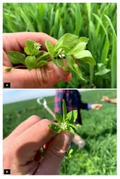 Figures 1A-B. Mature common chickweed flower and leaves close-up.