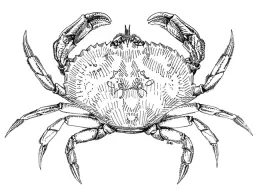 As a high school student Lynn Siri (now Lynn Kimsey) sketched this image of a dungeness crab, Cancer magister, she recorded in the San Francisco Bay. (Illustration by Lynn Siri Kimsey)