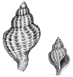 This is an Atlantic oyster drill, Urosalpinx cinerea, a nonnative species that Lynn Siri, now Lynn Kimsey, sketched from her San Francisco Bay project. (Illustration by Lynn Siri Kimsey)