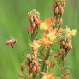 Honey bee with pollen approaches Bulbine frutescens