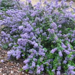 Ceanothus 'Valley Violet'