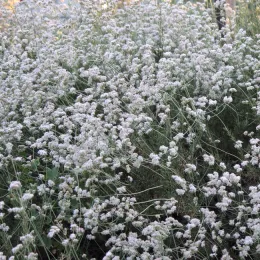 Eriogonum fasciculatum blooming