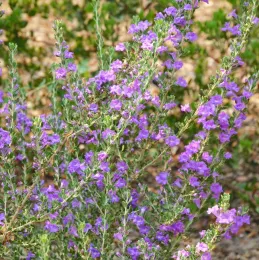 Leucophyllum frutescens 'Green Cloud' blooming