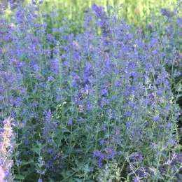 Nepeta 'Walker's Low' in bloom