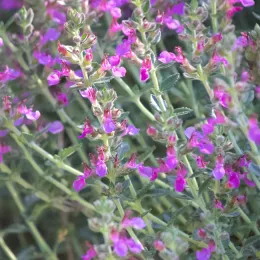 Teucrium chamaedrys flowers