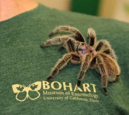 Tarantula at the Bohart Museum of Entomology. (Photo by Kathy Keatley Garvey)